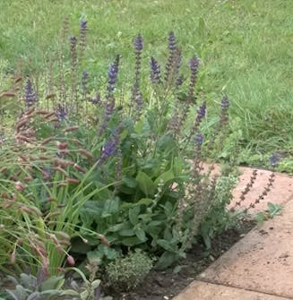 Oppbygging av staudebed Salvien ”Mainacht” Oppbygging av staudebed Salvien ”Mainacht”